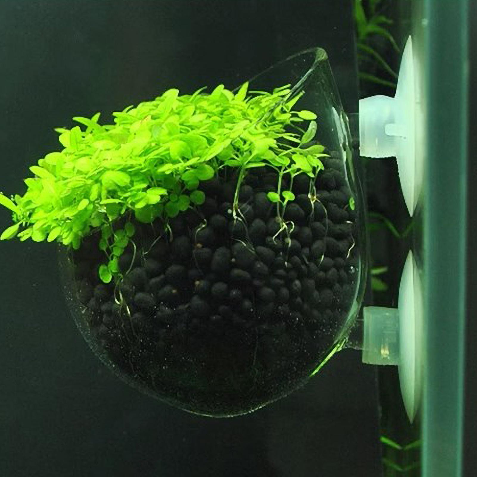 Aquarium Plant Holder - Supporto per Piante Acquatiche in Vetro