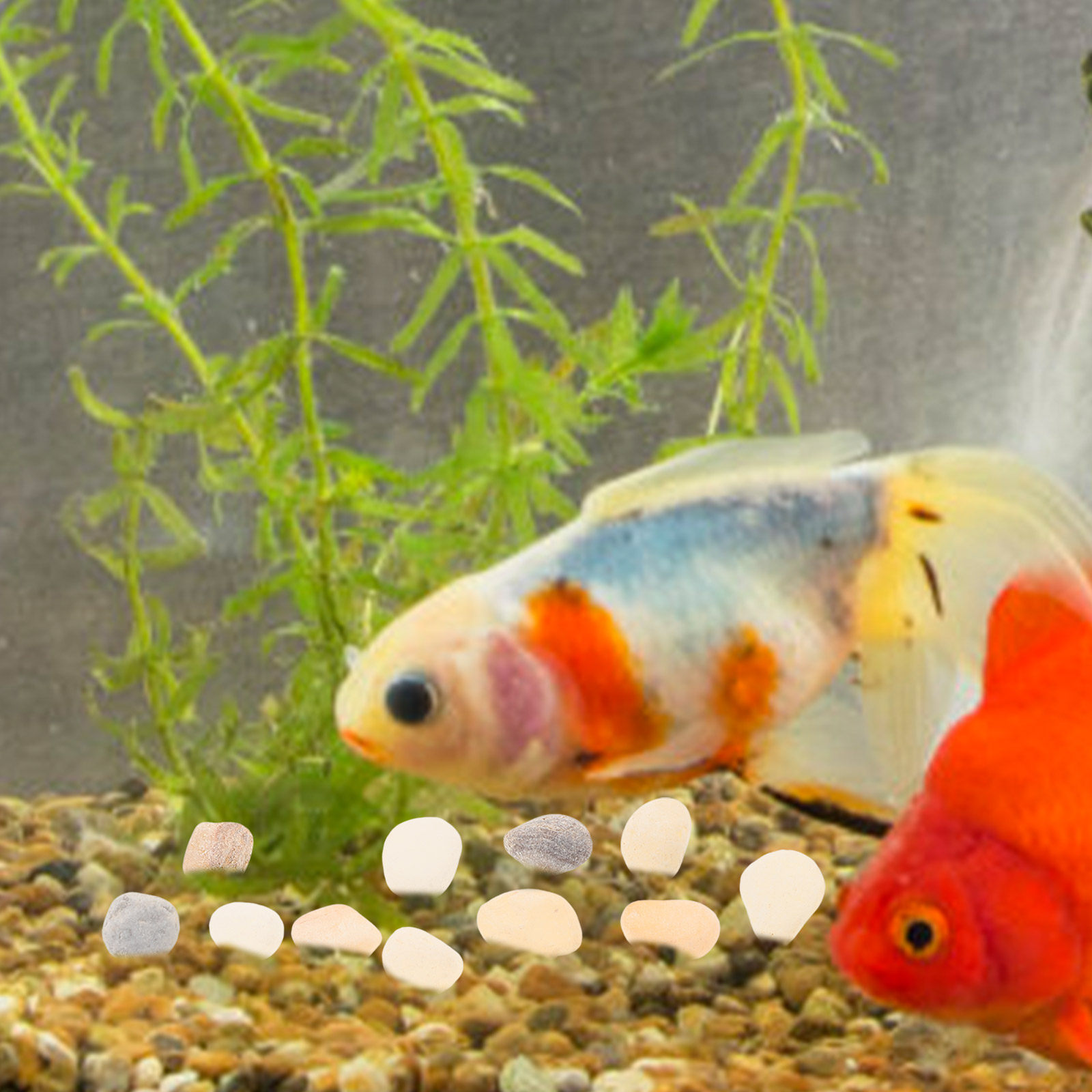 Planted Aquarium With Gravel - Ciottoli Naturali per Paesaggistica, Pietre Decorative