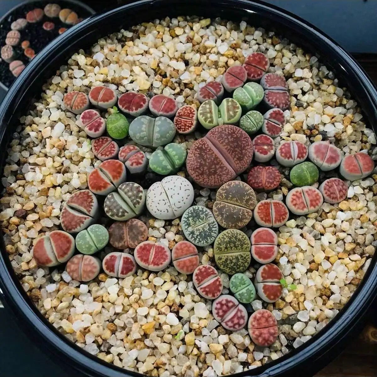 1 pz-250g Cristalli Naturali G - Planted Aquarium With Gravel recensione e prezzo