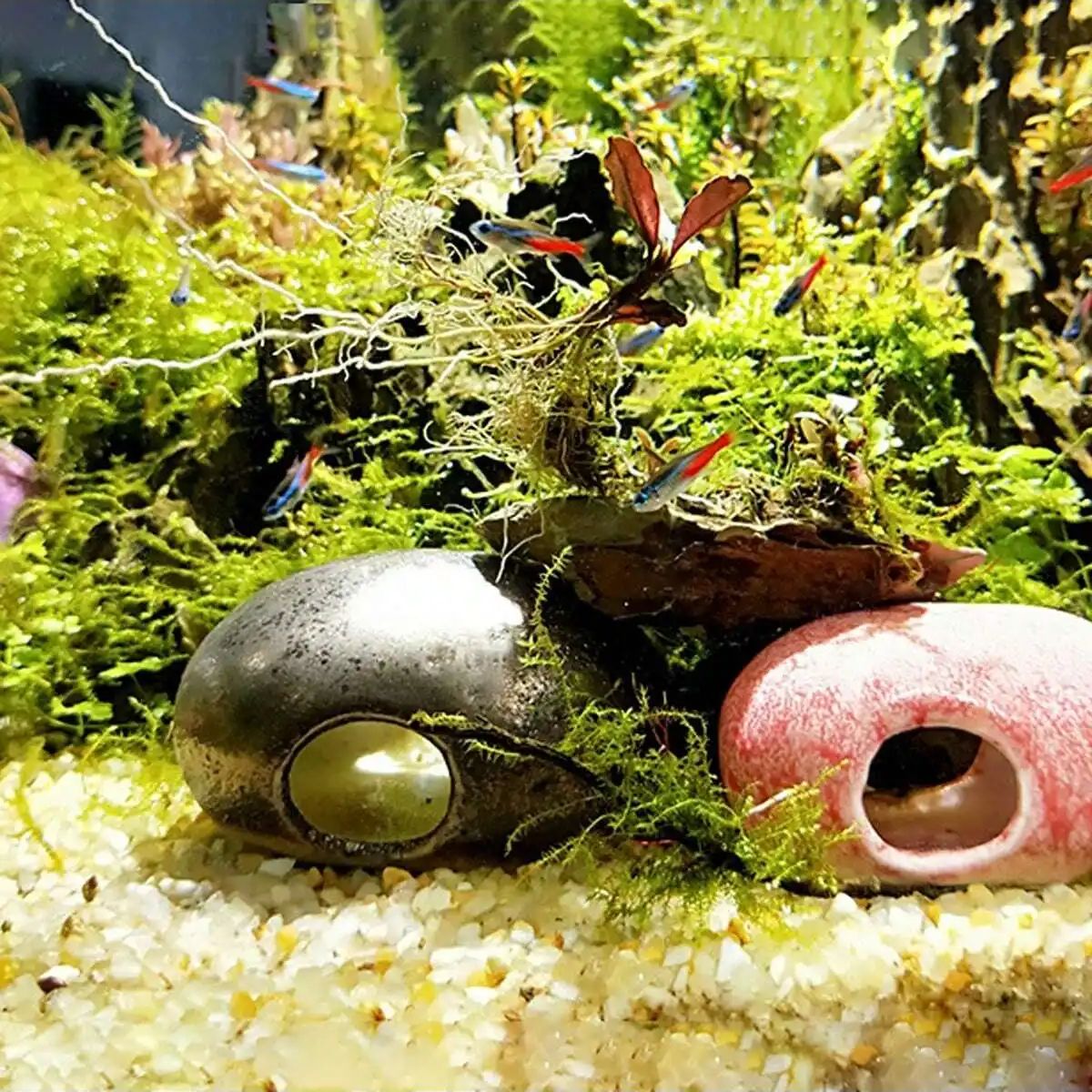 1 pz-250g Cristalli Naturali G - Planted Aquarium With Gravel recensione e prezzo