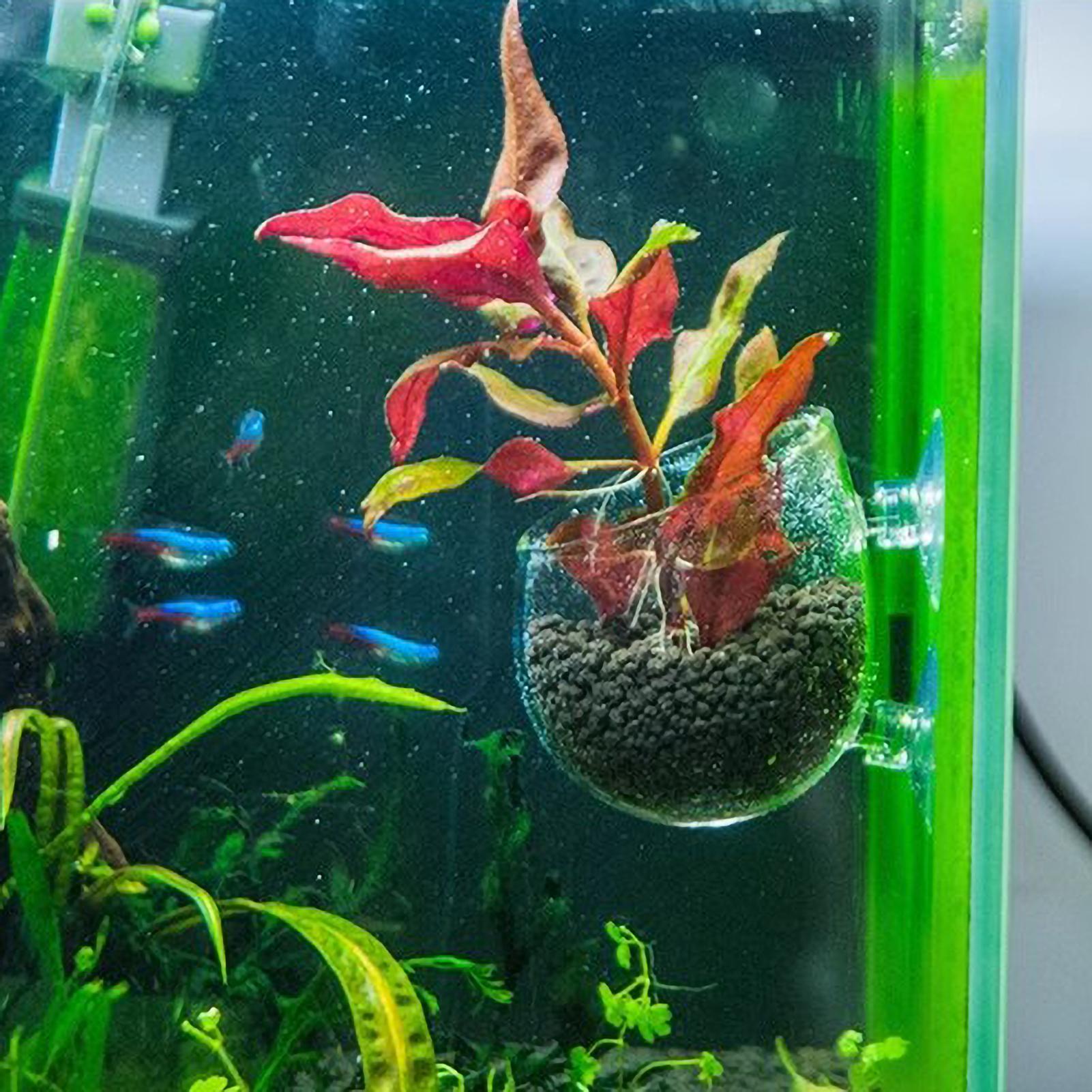 Supporto per Piante Acquatiche - Aquarium Plant Holder recensione e prezzo