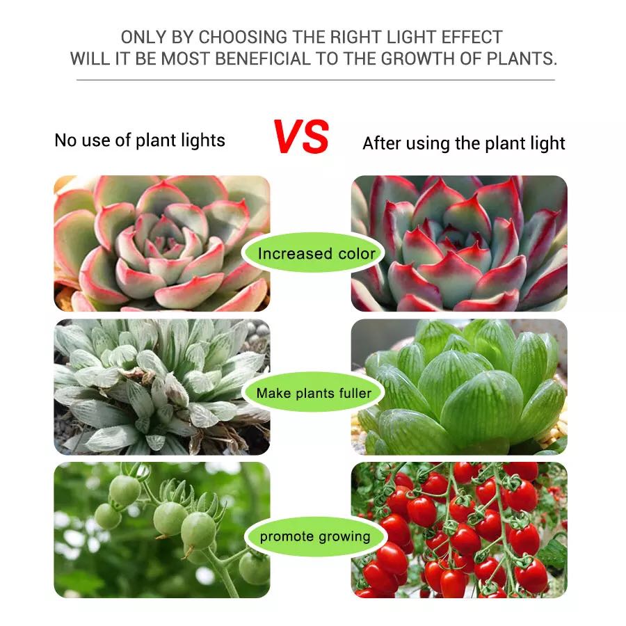 USB PhytoTape Piantagione di I - Planted Aquarium Hours recensione e prezzo