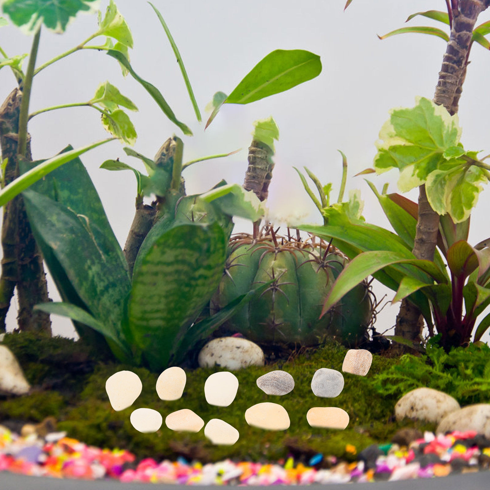 Ciottoli Naturali per Paesaggi - Planted Aquarium With Gravel recensione e prezzo
