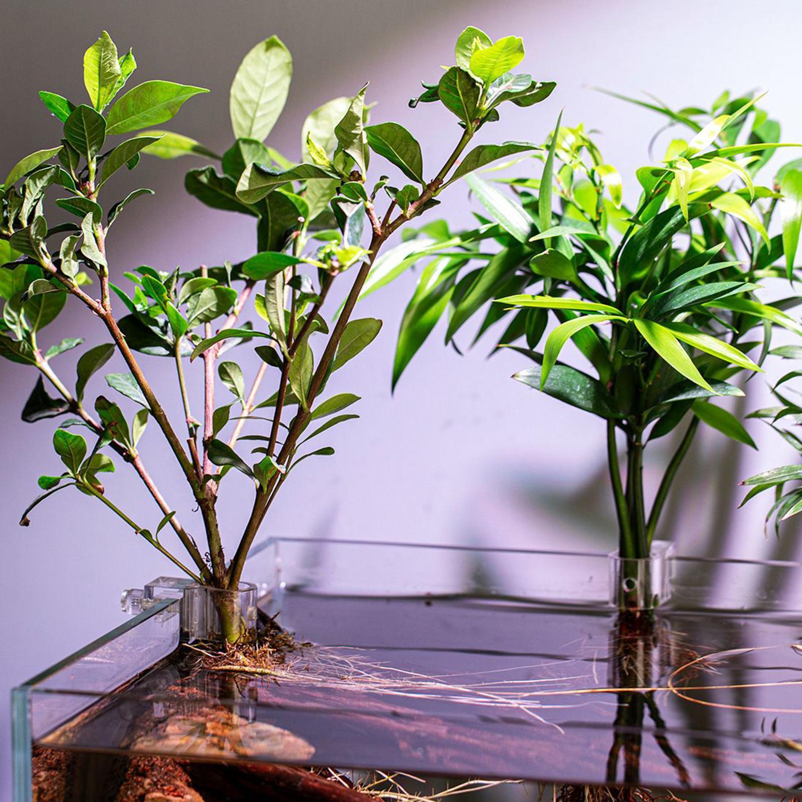 Supporto per piante per acquar - Aquarium Plant Holder recensione e prezzo
